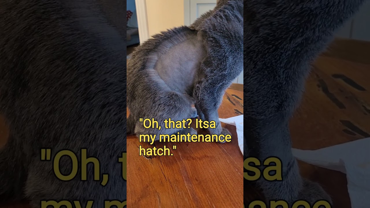 High Tech Korat Kitten  #thaicats #koratcat