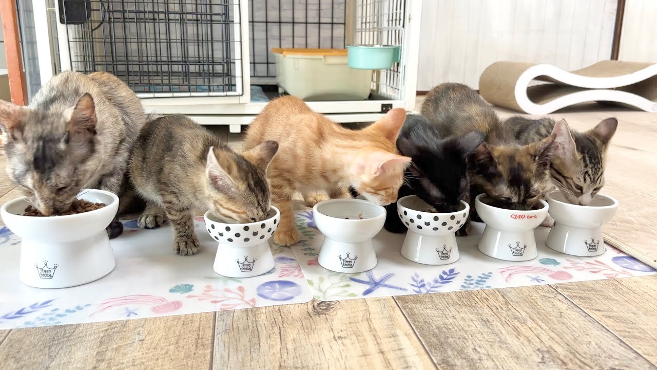 唸りながら盗み食いする子猫【ラプ保護物語】Parent and child cat eating breakfast side by side.