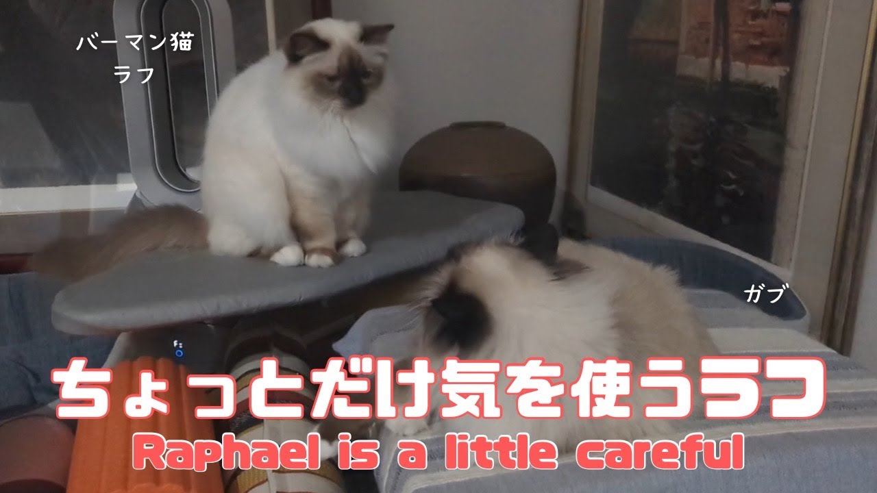 バーマン猫ラフとガブ【ちょっとだけ気を使うラフ】Raphael is a little careful（バーマン猫）Birman/Cat