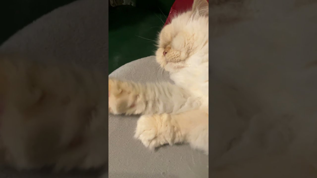 ♥チーノの日常【🐱…猫…】ホワイトヒマラヤン14歳（約72歳）　#shorts　#cat　#pets　猫好き　癒し