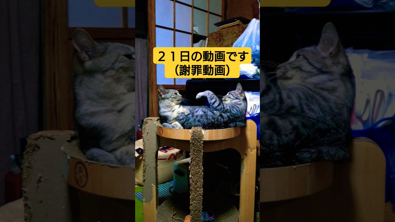 動画を撮ってたけど…過労寝落ちしてしまったので２１日水曜日の謝罪動画を夜中に配信してみる（皆様申し訳ございませぬ…）#ねこ #猫のいる暮らし ＃猫壱