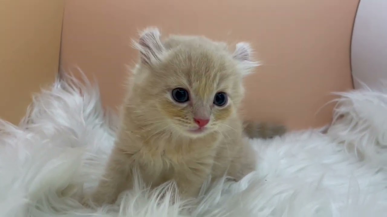 アメリカンカール 【クリームタビー】くるんとしたお耳のアメリカンカール💓