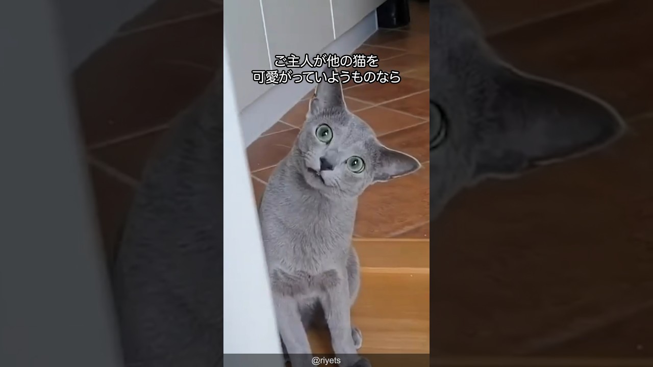 【飼主独占】ロシアンブルーの可愛さがわかる解説