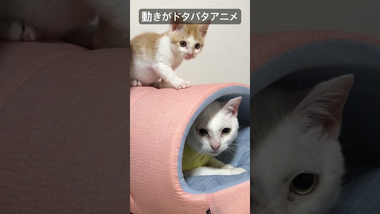 動きがドタバタアニメの猫師弟コンビ   #cat #kitten #猫 #子猫 #ねこ #こねこ #保護猫  #cute  #猫のいる暮らし #shorts