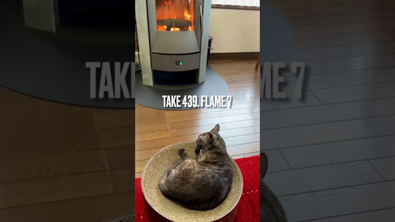 また #薪ストーブ に火が点って嬉しいにゃ❗️匂いも好きなのにゃ❗️#リラックス できるにゃ‼️#エジプシャンマウスモーク #egyptianmaucat #shorts
