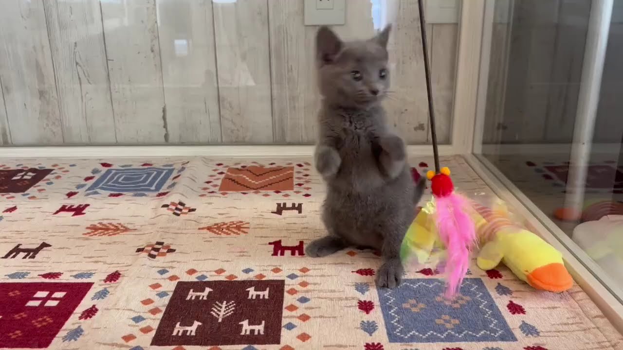 ロシアンブルー　女の子　2025/3/22生まれ