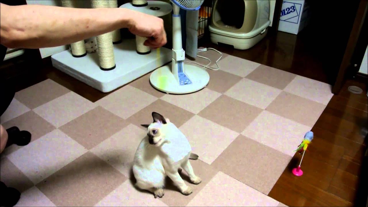 トンキニーズのぴと、遊ぶ。