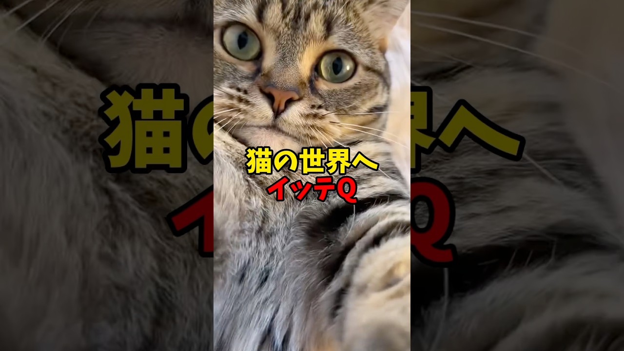 猫の世界へ…イッテQ！ #猫 #cat #cats #cute