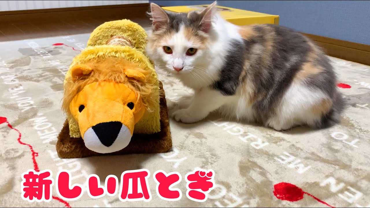 【レビュー】アニマル スクラッチ トイを買いました【ノルウェージャンフォレストキャットと三毛猫】猫用爪とぎ