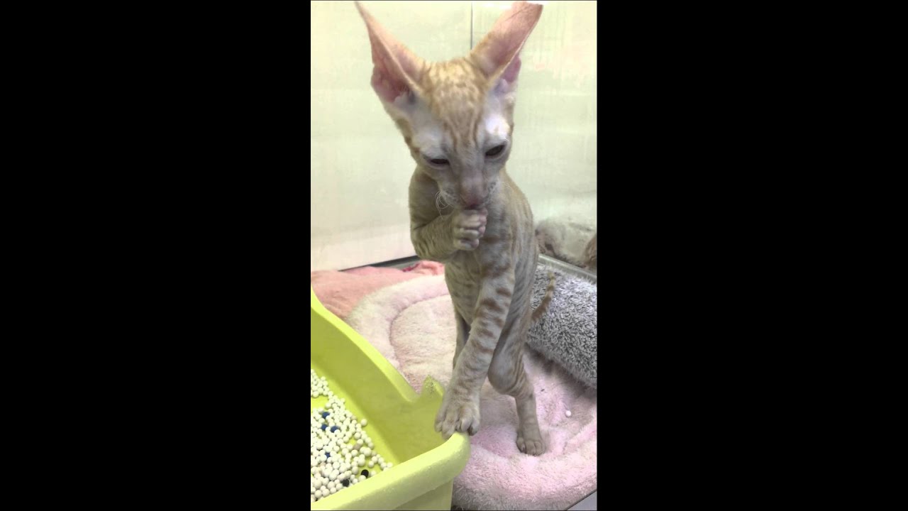 足元が色っぽいコーニッシュレックス^_^