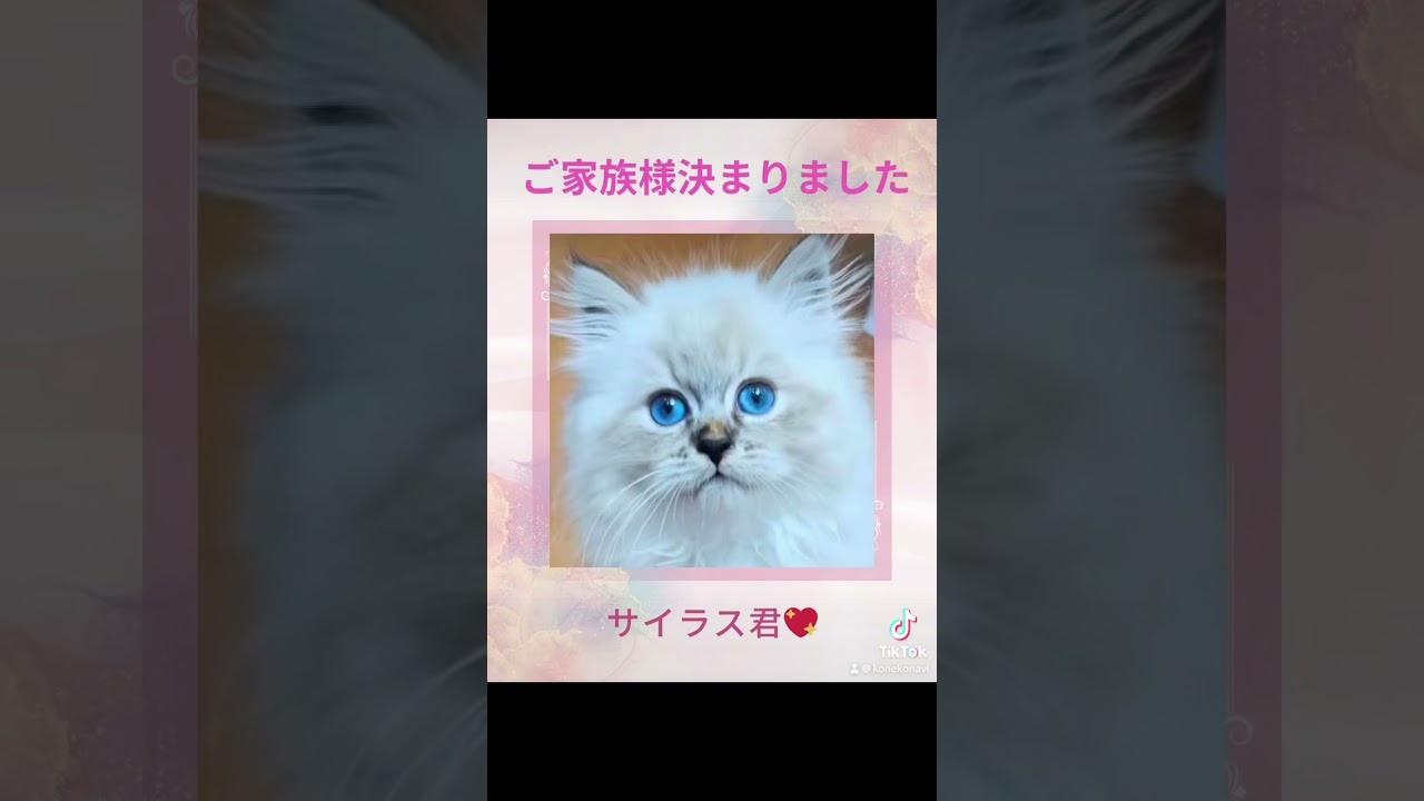 ウルトラ・ブルーアイズ💎の#サイベリアン の#子猫 サイラス君😻ご家族様決まりました💕ロイヤル・キャッツのこだわり！子猫には40種類の遺伝子疾患に対して5年間の健康保障をお付けしています。