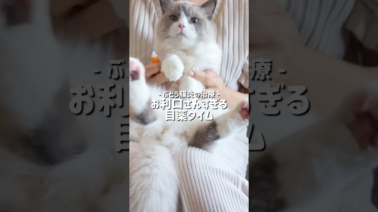 目薬もおとなしくさせてくれる優秀な猫🐱 #ラグドール #ブルーポイントバイカラー#ラガマフィン #子猫 #猫 #猫のいる暮らし#猫のいる生活 #ねこのいる生活 #ハチワレ #ぶどう膜炎