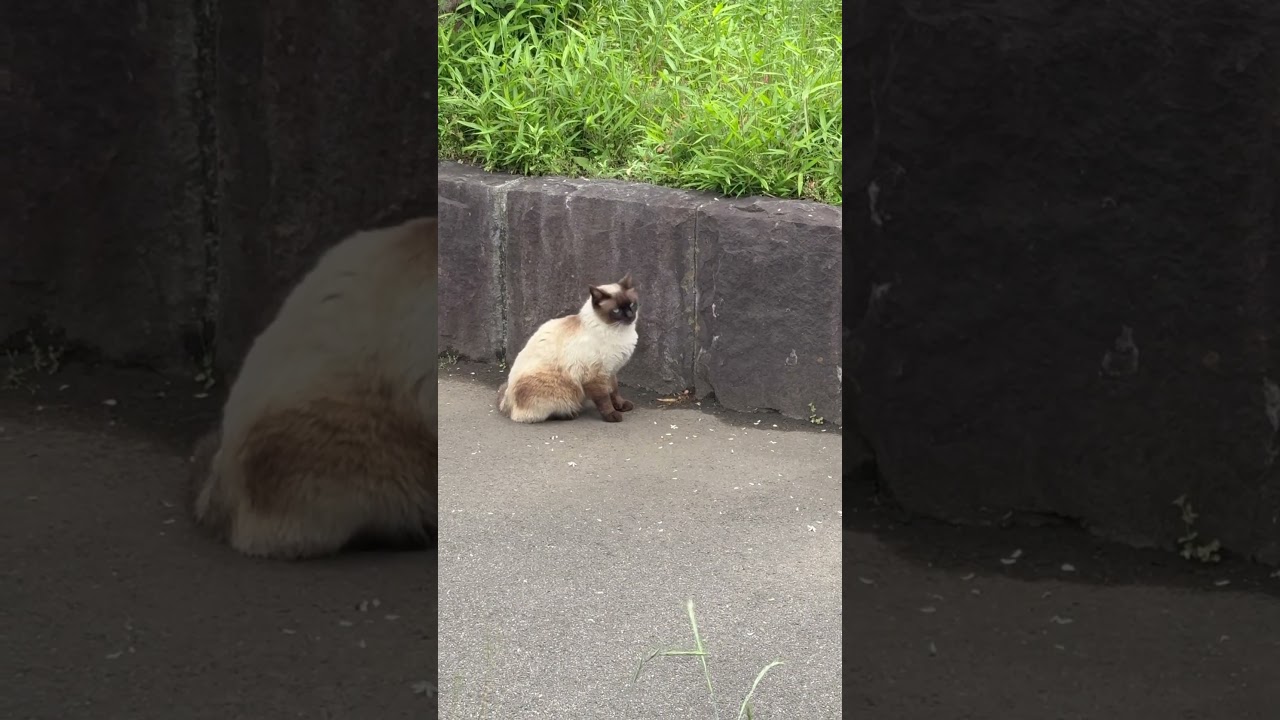城東のシャム猫