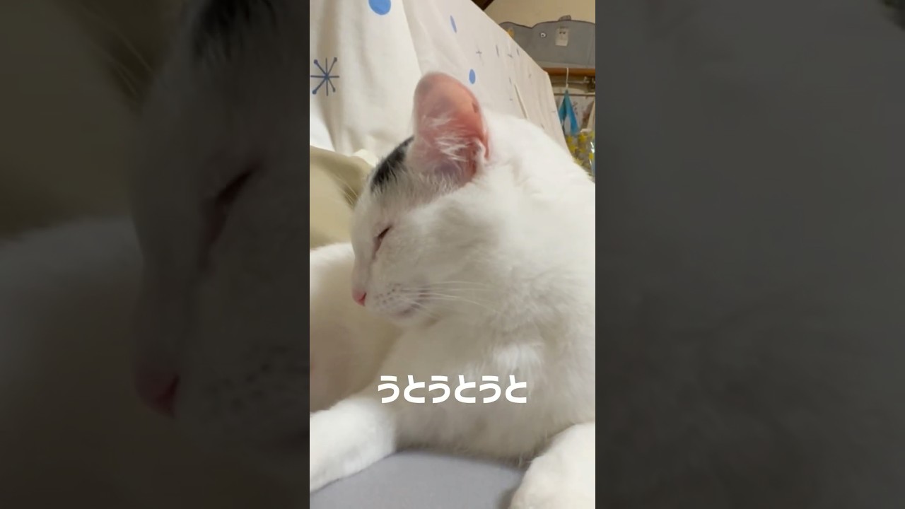 【猫】ねえ今どんな気持ち？#保護猫 #猫 #猫のいる暮らし #shorts ＃ミルねーさん