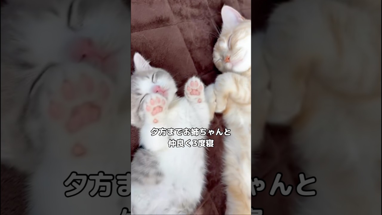 忙しい子猫の1日に密着してみた #子猫 #マンチカン #shorts