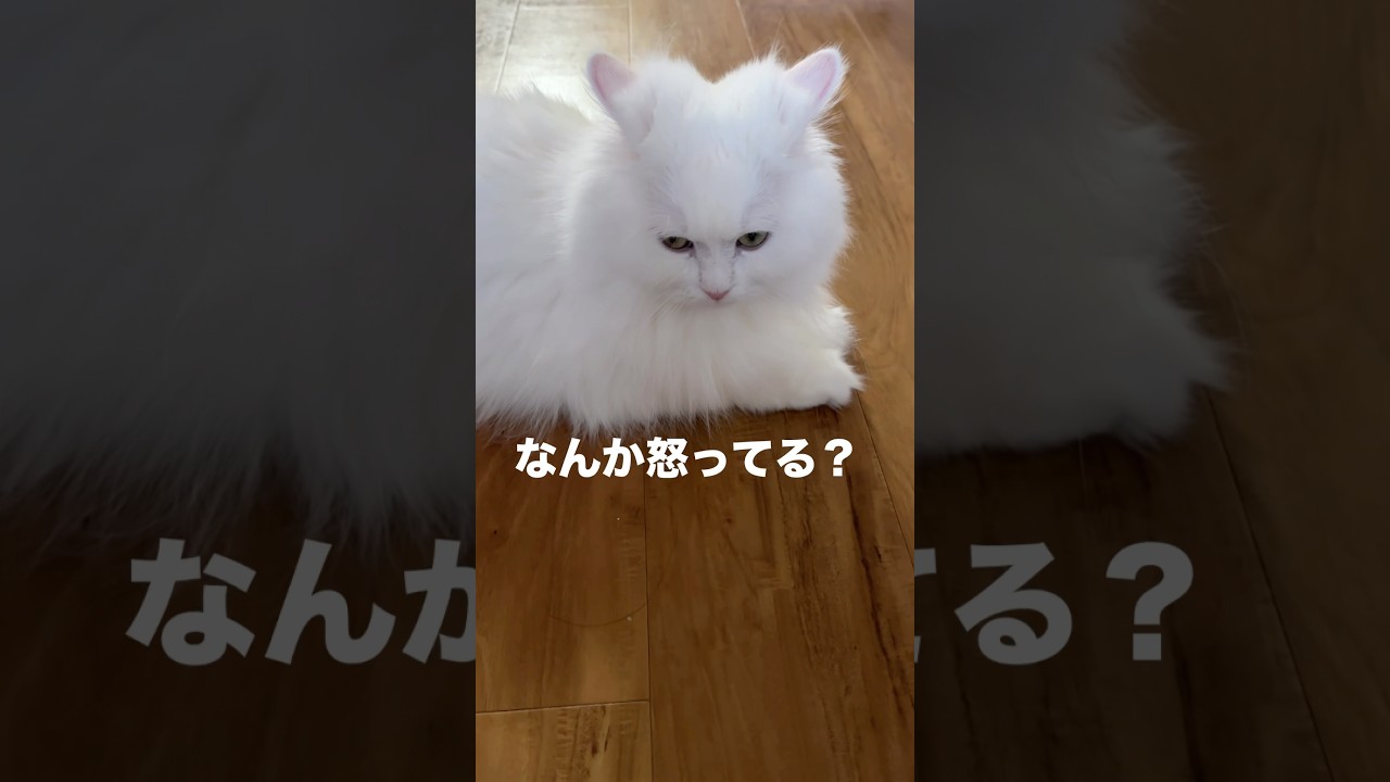 へそ天してないラガマフィン白猫はどうやら怒ってる？　#shorts #ラガマフィン #白猫 #猫動画