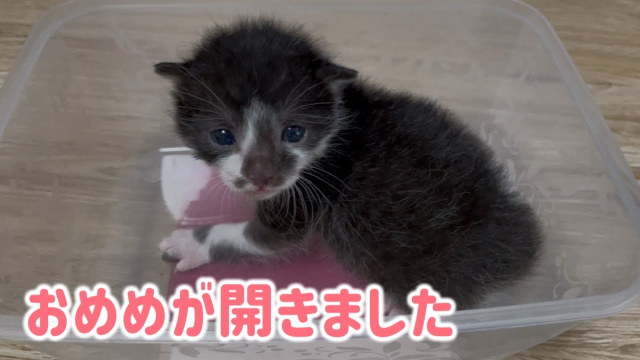 生後3日目に保護した子猫のお目々があきました！