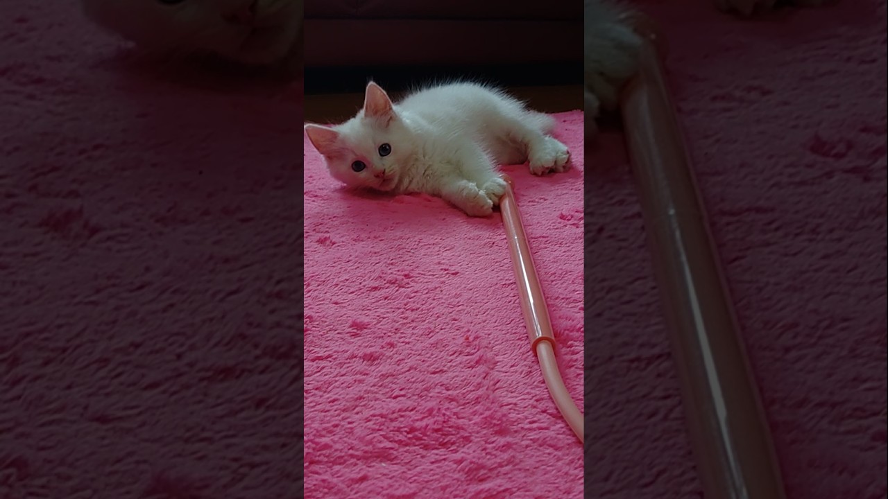 ＃ラグードール子猫５匹運動会#生後二ヶ月#ラグドール親子ベティママ