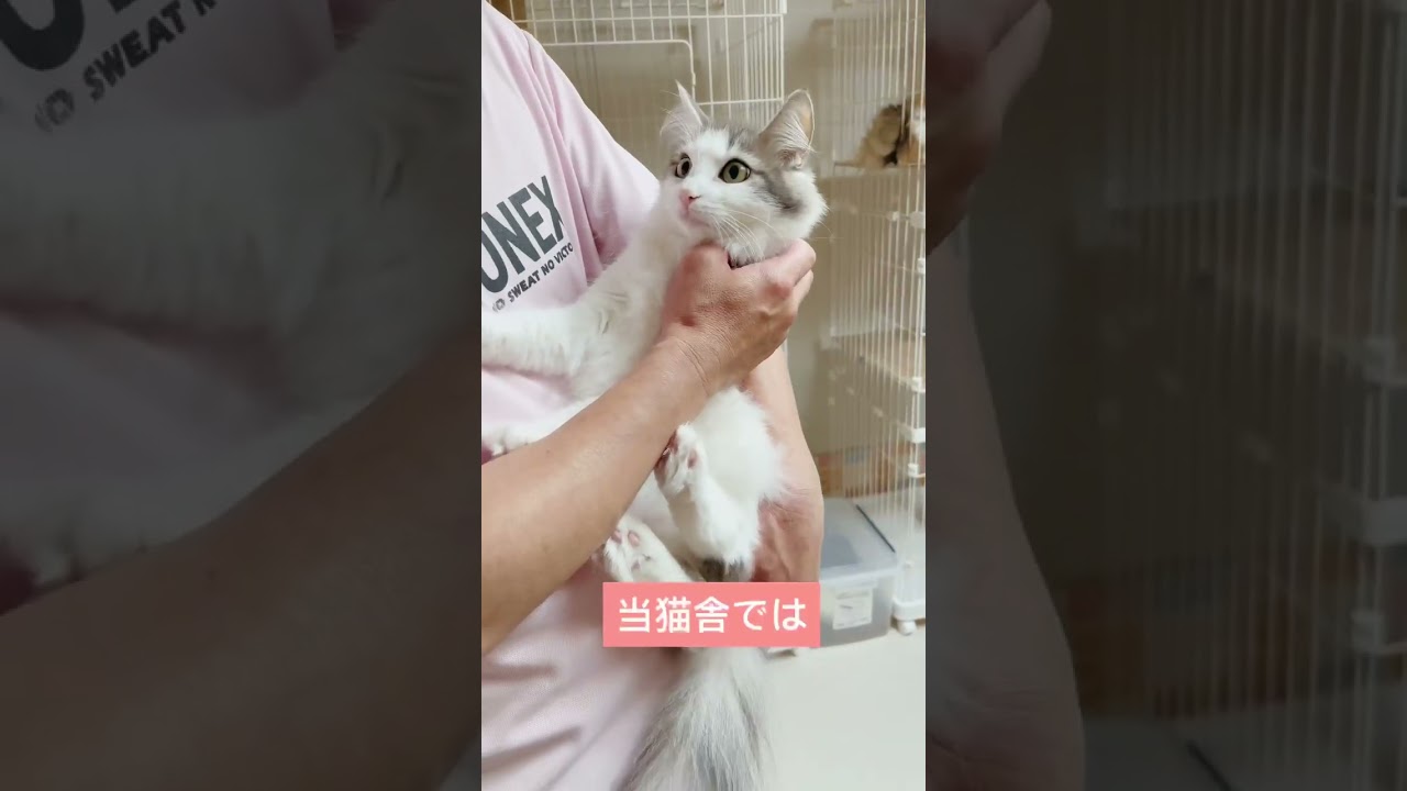 ノルウェージャンフォレストキャット 30日間の生命保証.DNA検査済みです✨（毛色：ブルーマッカレルタビー&ホワイト）