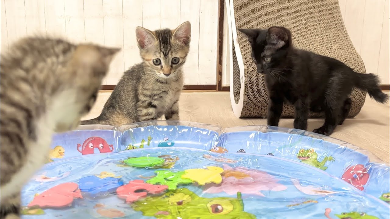 ウォーターマットを置いたら恐る恐る近付く子猫【ラプ保護物語】I put a water mat on it.