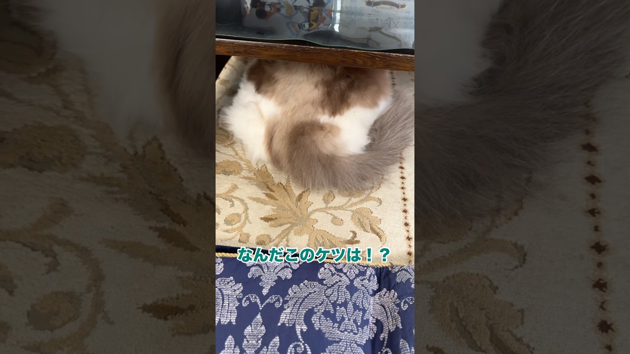 テーブル下からはみ出る巨大尻　#猫 #cat #ラグドール