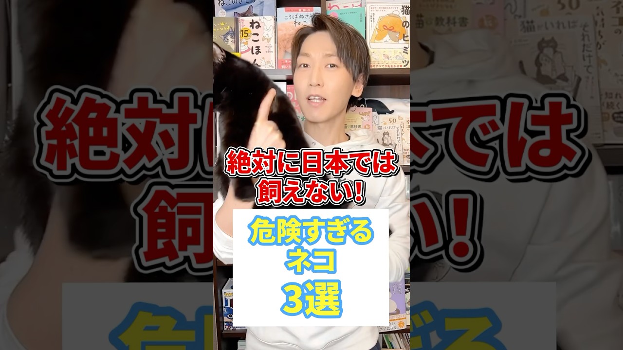 絶対に日本で飼えない！危険すぎるネコ３選 #猫 #ネコ #ねこ
