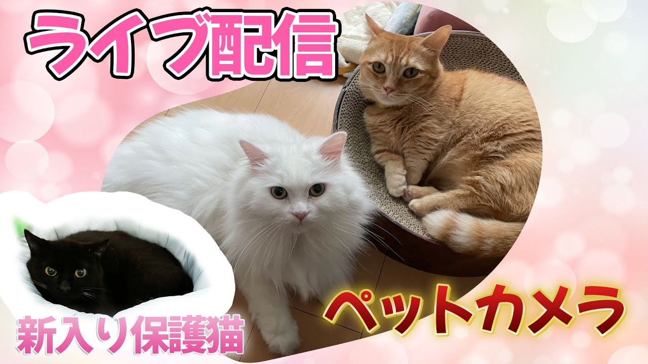 【いつまでテスト？LIVE猫配信】保護猫くろまるの様子を定点カメラでお届け中｜BGM付き｜保護猫の日常