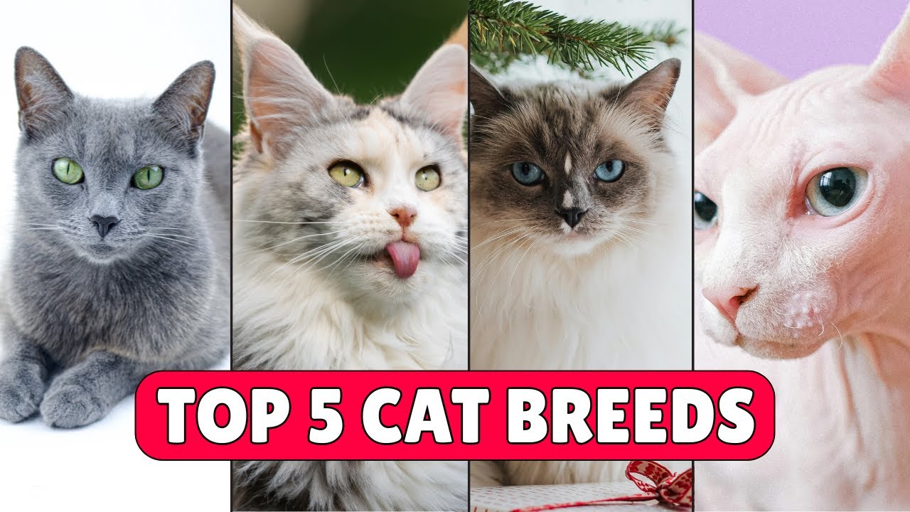猫に対する気持ちが変わる5種類の猫種