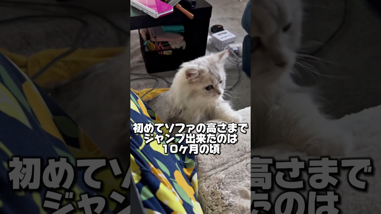 どんくさいけど日々成長はしてます。ゆっくりと🐱#ペルシャ #猫のいる暮らし