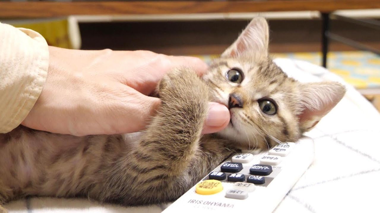 甘えん坊な子猫の指チュチュが止まらない【赤ちゃん猫　保護猫】