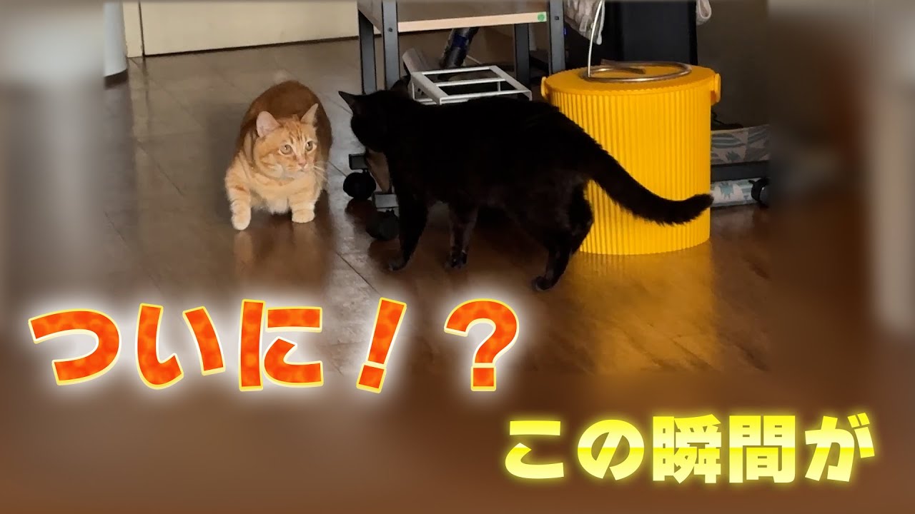 【初対面の奇跡】ついに目が合った保護猫くろまると兄ポンの反応は…？