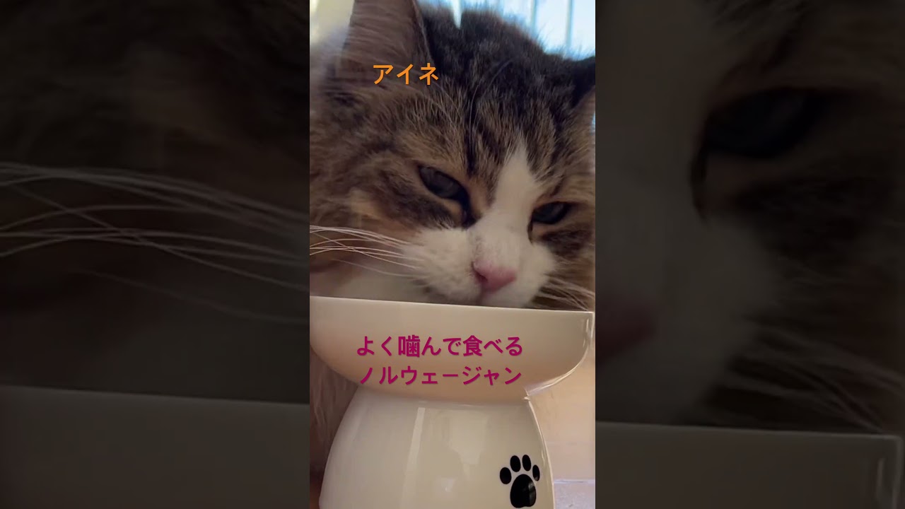 えらいな！よく噛んで食べる猫#shorts #ノルウェージャンフォレストキャット #cat #pets #猫のいる暮らし #猫