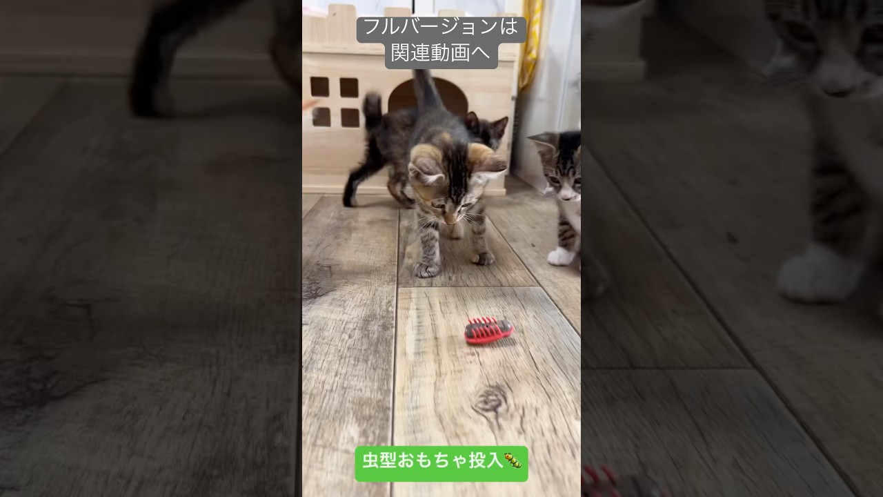虫型おもちゃへの反応がそれぞれすぎた！　フルバージョンは関連動画へ　#保護猫 #子猫 #kitten
