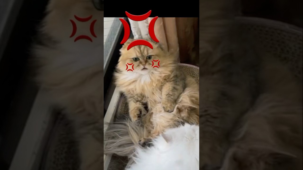 【怒りマーク】おでこの💢#ペルシャ猫 #💢#ねこ好きさんと繋がりたい #猫 #cat