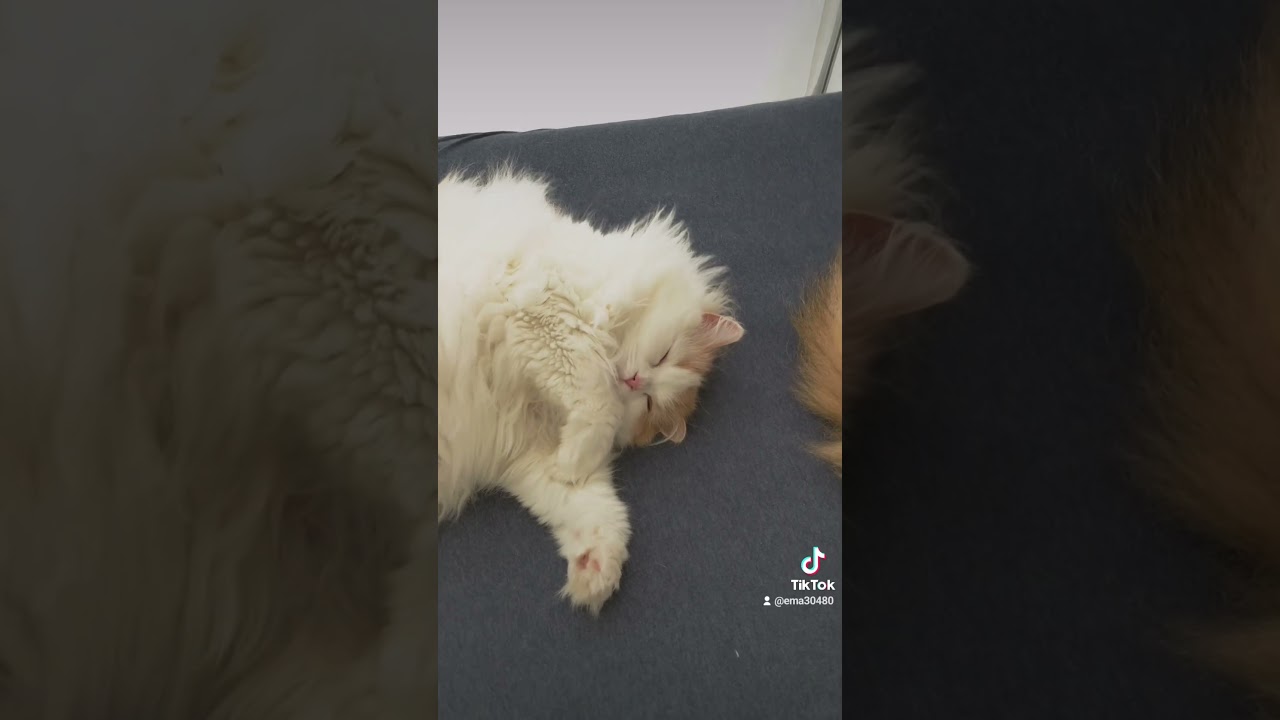 【ねこのいる暮らし】#cat #ペルシャ #猫 #スコッティッシュフォールド #もふもふ