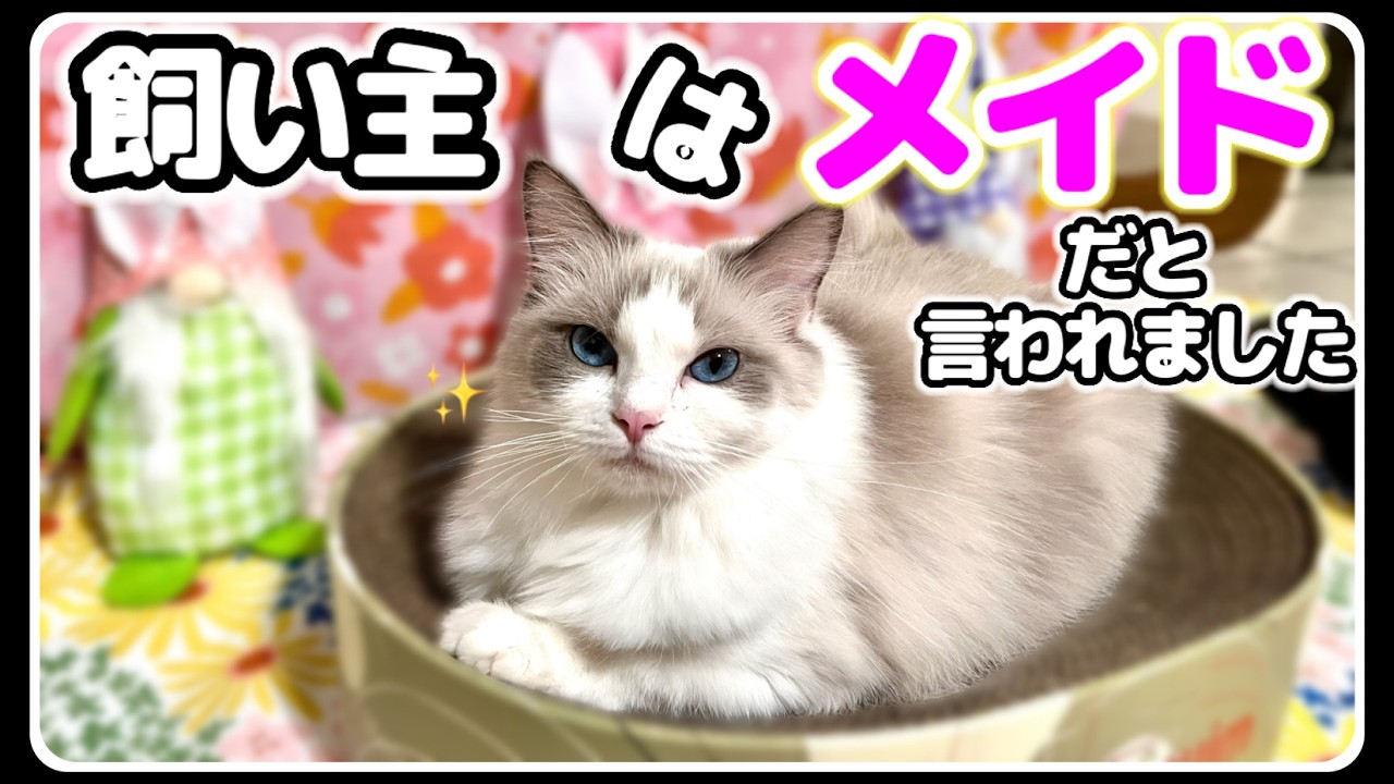 ７つ子子猫とオオヤマネコの初対面！美猫妻が元旦那に再会したら... #ラグドール #猫 #子猫  #エルサ