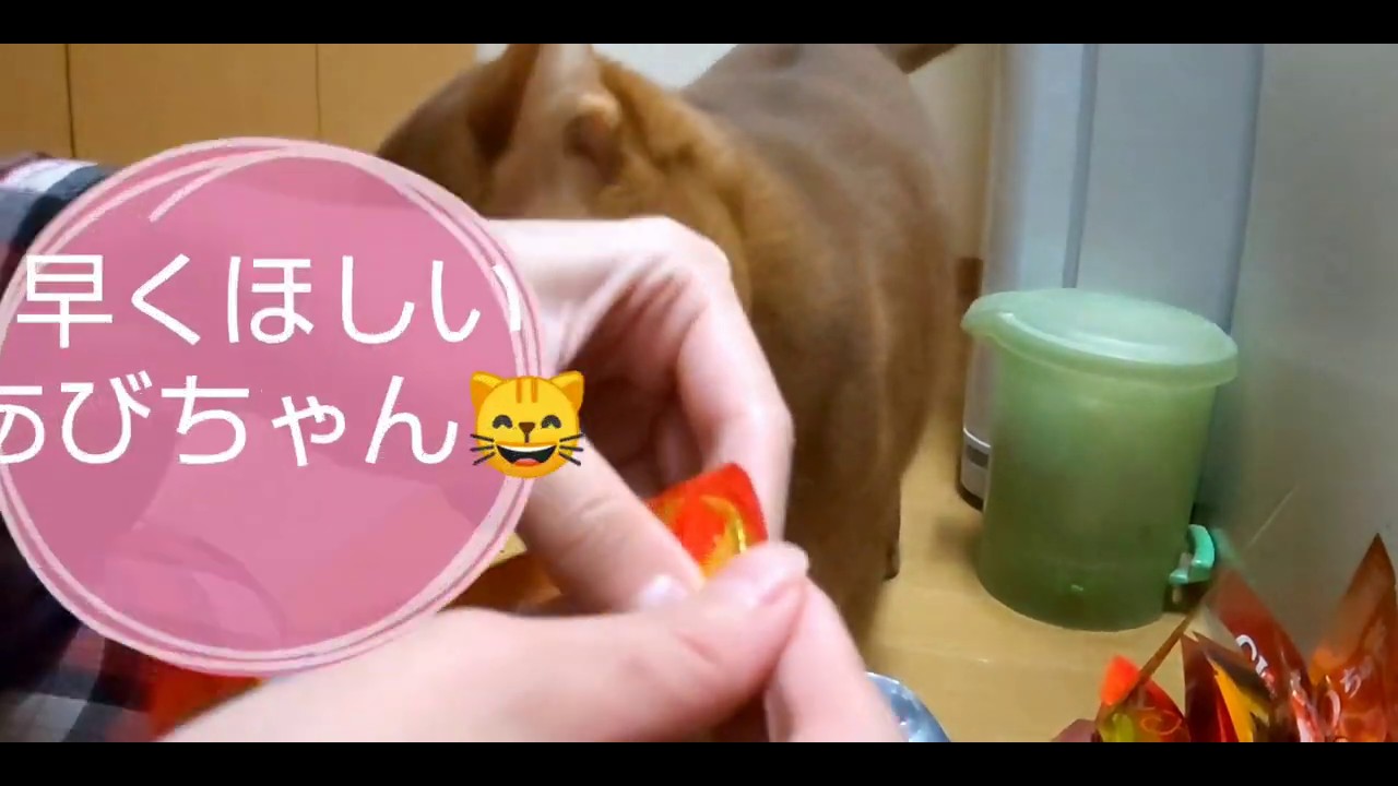 あびちゃんちゃおちゅーる【かつお大】20190110 猫 アビシニアン cat cute Abyssinian