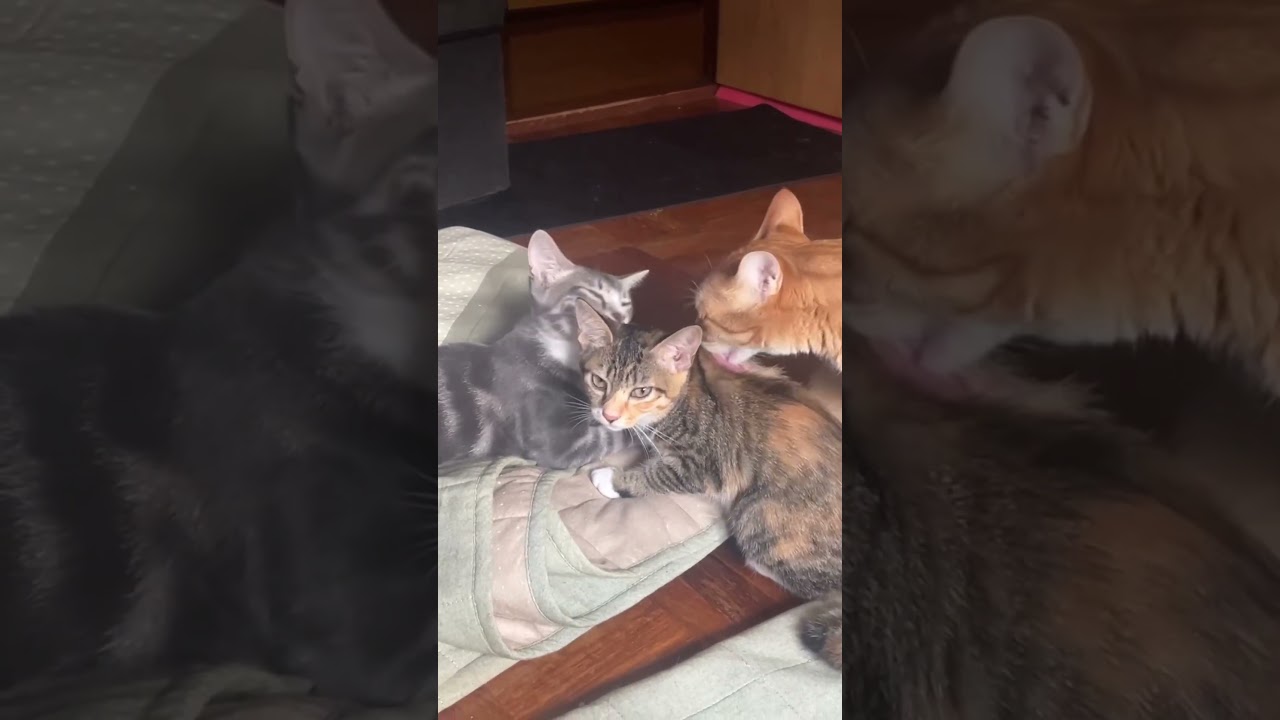 とても仲良しになりました/子猫をいたわる空姉ｻﾝ  ﾅﾒﾅﾒ🤭🤭#子猫#猫#多頭飼い#保護猫
