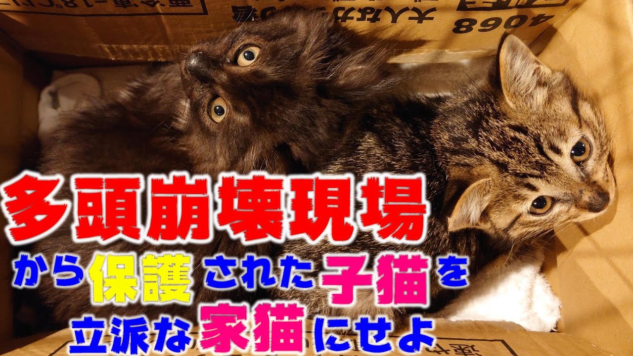 多頭崩壊現場から保護された子猫を立派な家猫に育て上げてみる　保護初日から三日目までの様子
