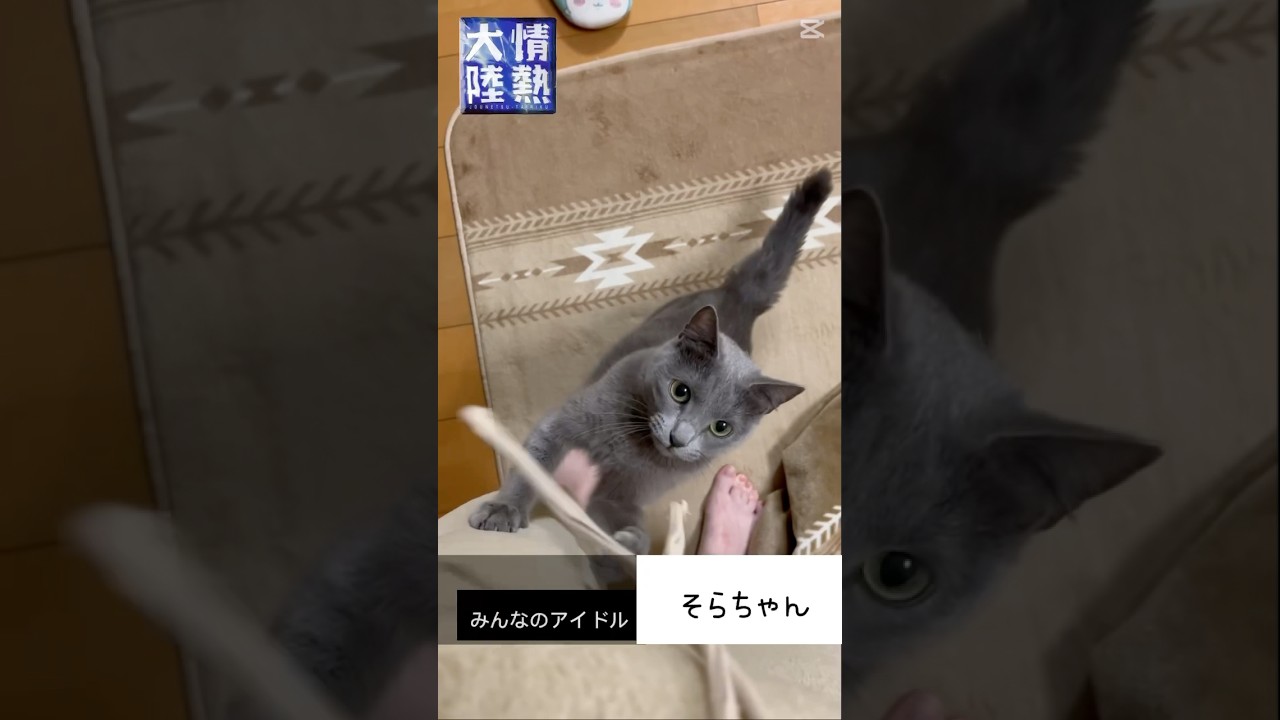 【猫ロシアンブルー】そらちゃん❤️有名番組に出演⁉️ #shorts #russianblue #ロシアンブルー #かわいい猫 #可愛い猫