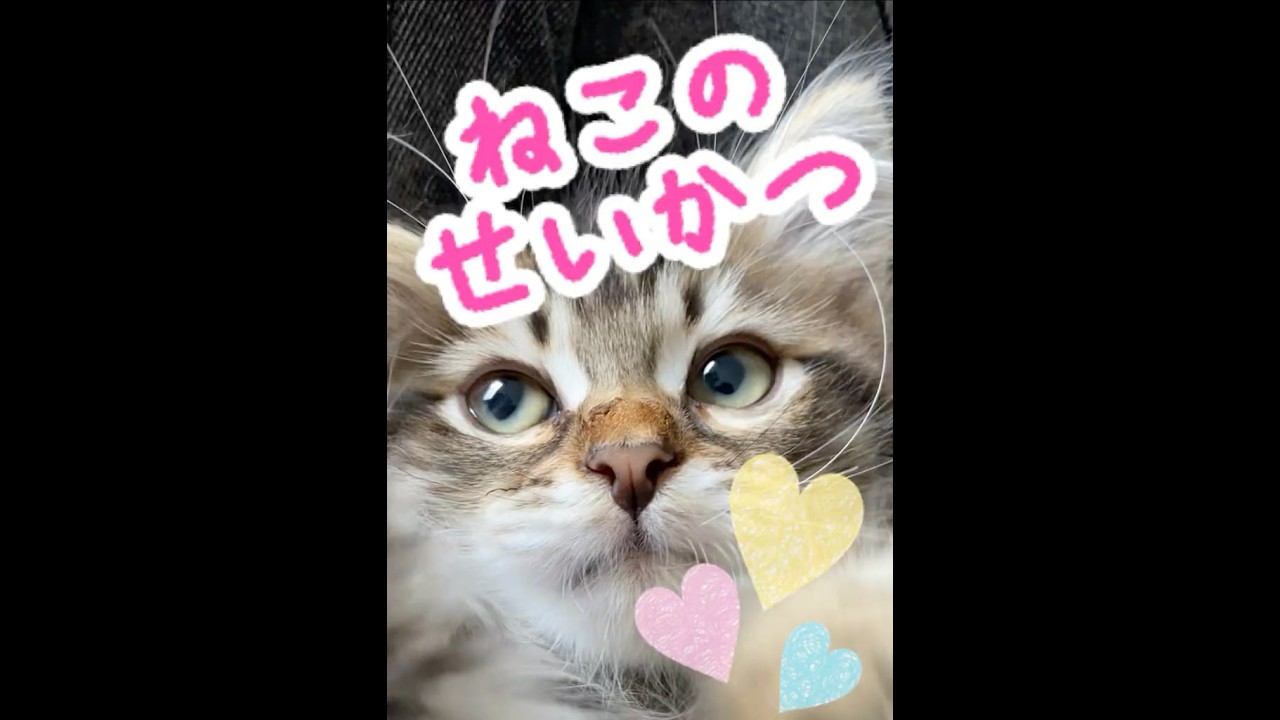 子猫の大変な日常！？🐱💦 可愛さ100%のリアルライフ　　Kitten’s Tough Daily Life?! 🐱💦 100% Cute, 100% Real