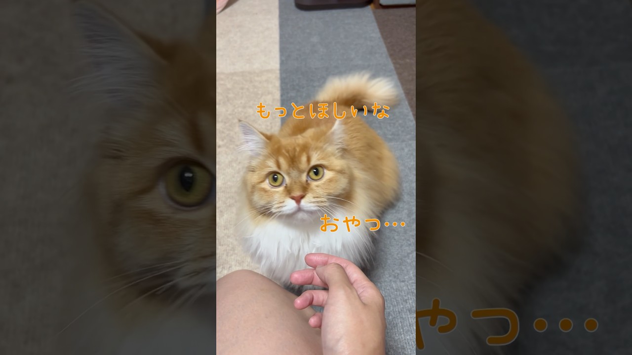 おやつちょうだいよぉぉぉ！！ #マンチカン  #猫のいる暮らし #猫  #cat