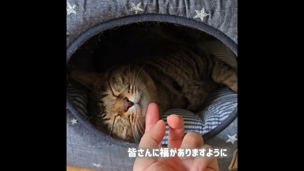 #夕方の様子 #二本足のあいちゃん #cats #shorts