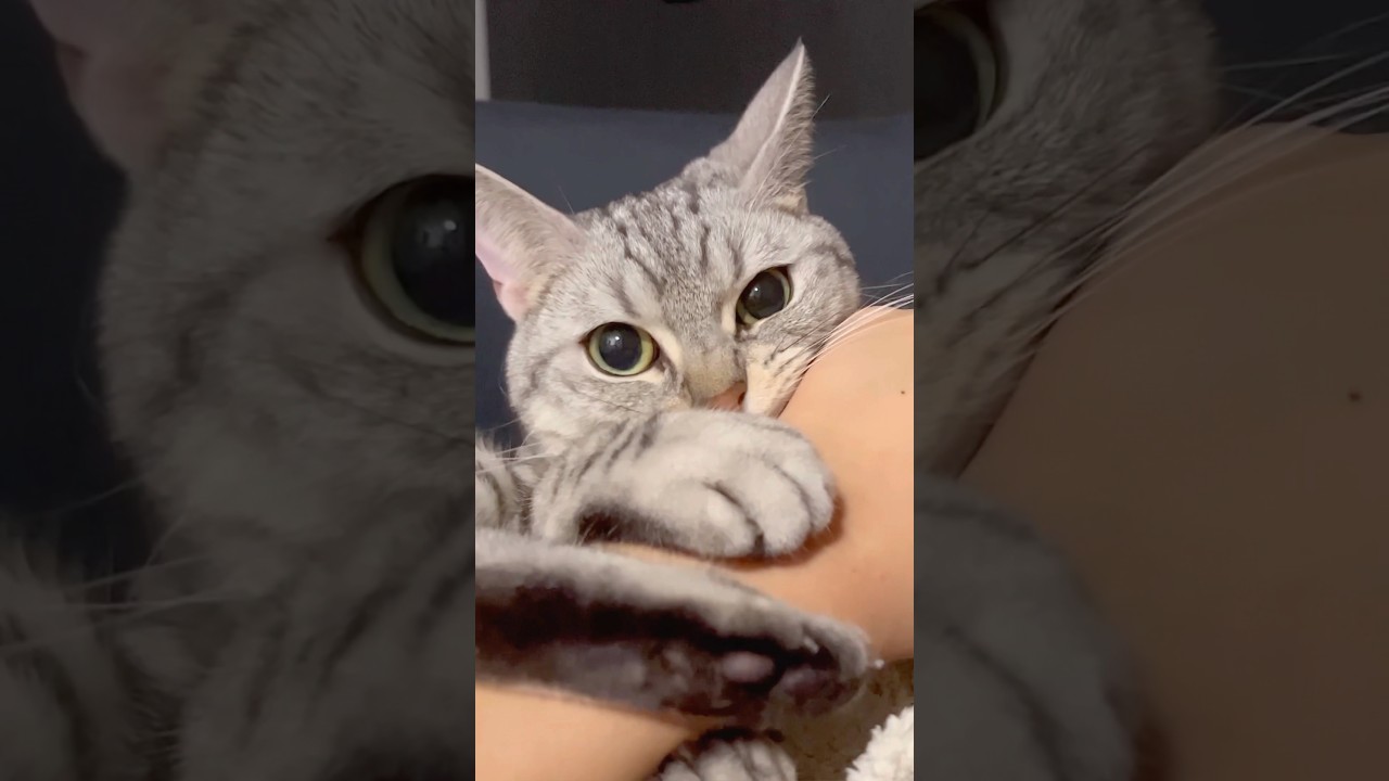パパと絶対に離れたくない猫...笑 #shorts #猫 #cat