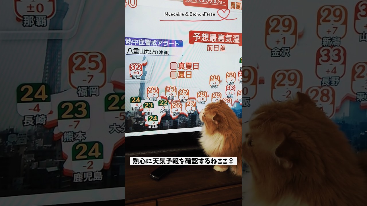 【マンチカン】テレビの天気予報でテンション上がる女王猫 【犬と猫、両方飼ってると毎日かわいい♥】