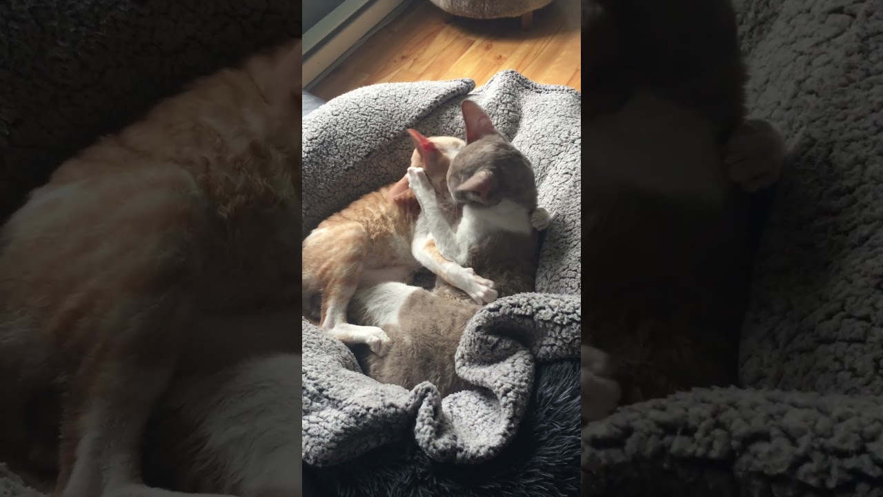 Cutest Cornish Rex Bros Ever! Cuddles & Licks Galore #Shorts