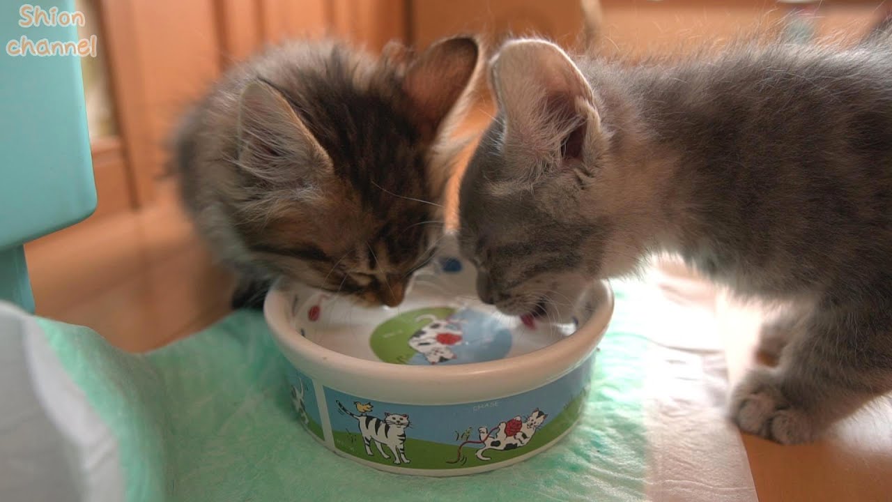 【生後57日】ミルクしか飲んだことがない子猫が初めてお水を飲んだらこうなりました