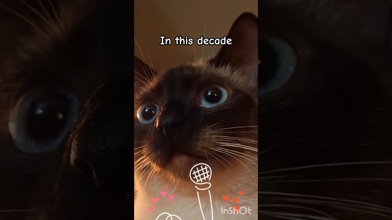 Jack does JFK Speech! 😸 #cat #kitten #meow #siamese #dailyshorts #shorts #cute #funny
