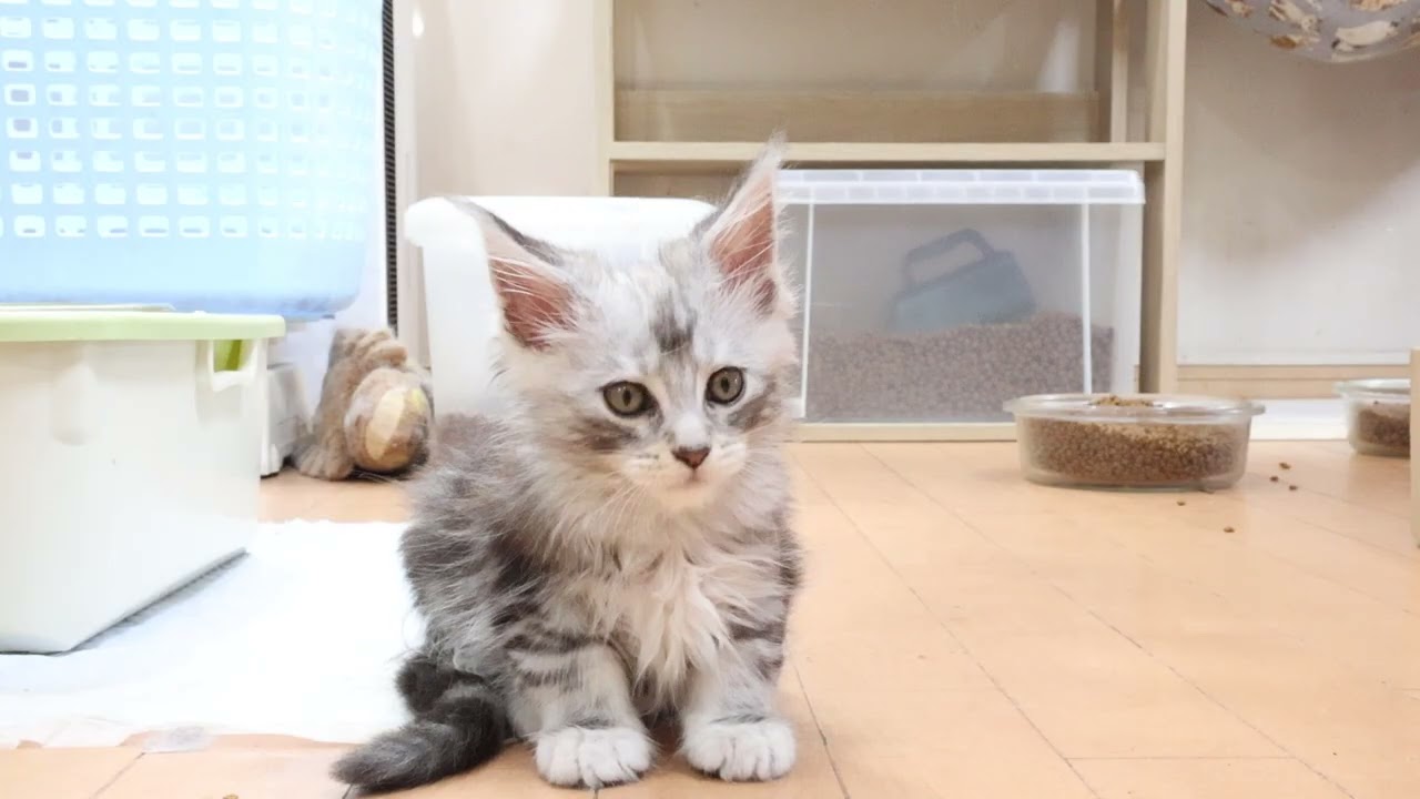 生後58日シルバーのメインクーン男の子猫2時君