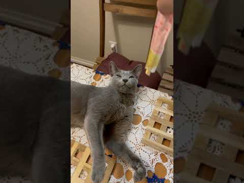 割り箸チャレンジ#shorts